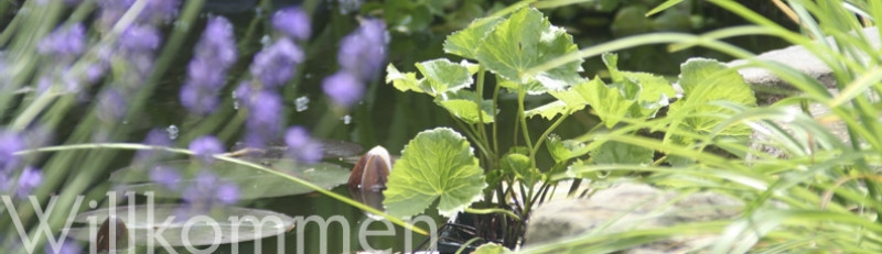 Willkommen – Gartenteich mit Lavendel